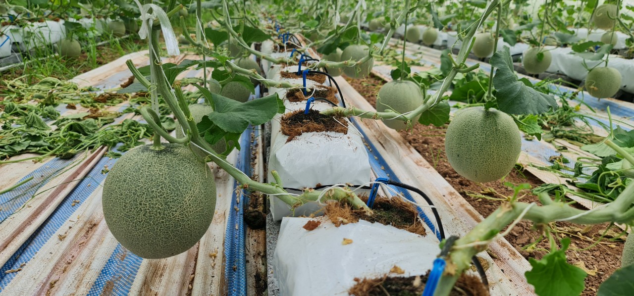 Bộ nhỏ giọt 4 que cắm